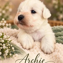 Archie - White male Miniature Schnauzer puppy in Hull, Georgia from Ardent Miniature Schnauzers of Athens