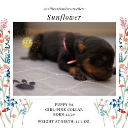Sunflower- Pink Collar - Rottweiler puppy in Vancouver, Washington from Sullivan Family Rottweilers