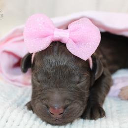Bernedoodle and Goldendoodle Puppies from Adirondack Poodles Goldendoodles,Bernedoodles & Schnoodles