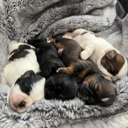 Shih Tzu Puppies from Our ShihTzu Family