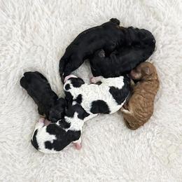 Miles - Parti male Poodle puppy in Lancaster, Missouri from Cavapoo Acres