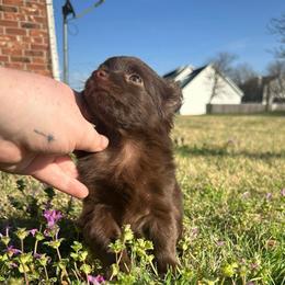 Little Mocha - Chocolate female Chihuahua puppy in Alvord, Texas from Gift of Gods Favor