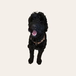 Ripp - Goldendoodle