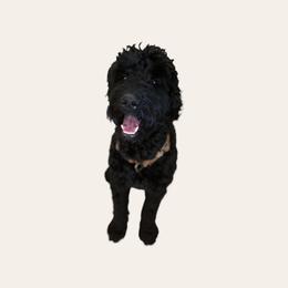 Ripp - Goldendoodle