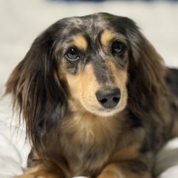 Lady - Dachshund