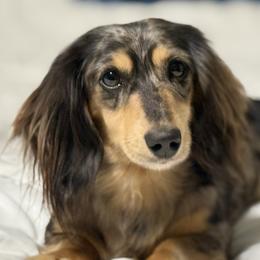 Lady - Dachshund