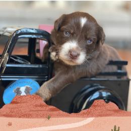 Duke - Red tri-color male Australian Shepherd puppy in Marshall, Virginia from Greywood Farm Aussies