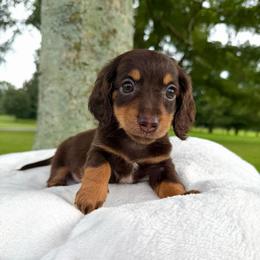 Teddy- 2600 - Piebald male Dachshund puppy in Arab, Alabama from Cantrell’s Dachshund Den