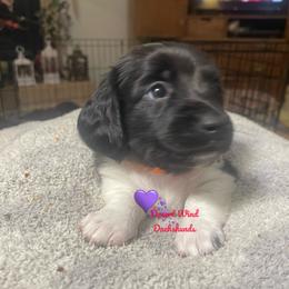 Ruddy - Piebald male Dachshund puppy in Mountain Home, Idaho from Desert Wind Dachshunds
