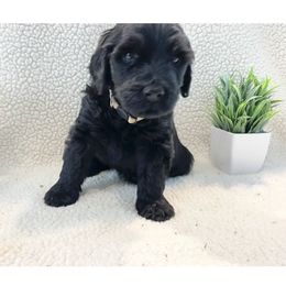 Mr Turquoise - Black Portuguese Water Dog puppy in Grants Pass, Oregon from Rogue River Portuguese Water Dogs