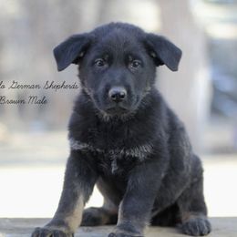 Brown male - German Shepherd puppy in Raton, New Mexico from Claro Cielo German Shepherds