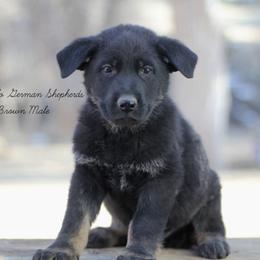Brown male - German Shepherd puppy in Raton, New Mexico from Claro Cielo German Shepherds
