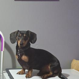 Ranger - Dachshund