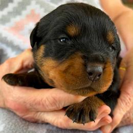 Male - Black and mahogany male Rottweiler puppy in Birmingham, Alabama from K&B Rotts