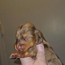 Boy 1 - Dapple male Dachshund puppy in Lansing, Michigan from Black Thunder 517 Cane Corso and Dachshunds and frenchies