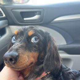 Betsy - Dachshund