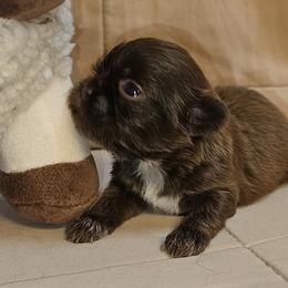 Mallory - Liver and white female Shih Tzu puppy in Picayune, Mississippi from Guillot Shih Tzu
