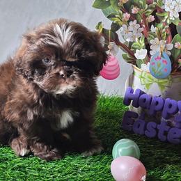 Remyy (Alvin) - Chocolate male Shih Tzu puppy in Brighton, Missouri from Morningstar's Shih Tzu