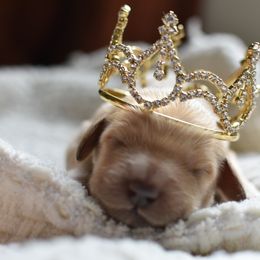 Goldendoodle Puppies from Edge Farm Goldendoodles