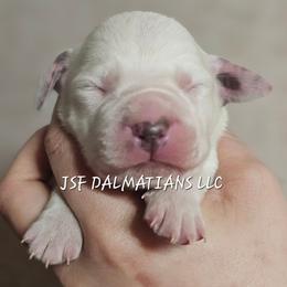 White - White and liver brown male Dalmatian puppy in Conrath, Wisconsin from JSF Dalmatians LLC