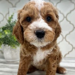 Mr Grey - Red and white male Cockapoo puppy in Tampa, Florida from Mary Puppins