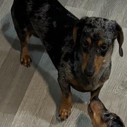 Nova - Dachshund