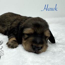 Hawk - Cream male Dachshund puppy in Pulaski, Tennessee from Billboard Doxies