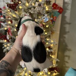 Aspen - Black brown and white male Basset Hound puppy in Gulf Breeze, Florida from Breeze Basset Hounds