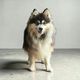 Hercules - Pomsky