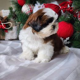 French Bulldog and Shih Tzu Puppies from French Bulldogs Planet