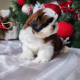 French Bulldog and Shih Tzu Puppies from French Bulldogs Planet