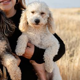 Aussiedoodles, Bernedoodles, Goldendoodles, and Poodles from Vallevistadoodles