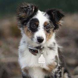 Aussiedoodle and Miniature Australian Shepherd Puppies from Maple Ridge Mini Aussies