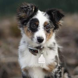 Aussiedoodle and Miniature Australian Shepherd Puppies from Maple Ridge Mini Aussies