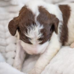 Canoli - Parti male Goldendoodle puppy in Wake Forest, North Carolina from Wake Forest Darling Doodles