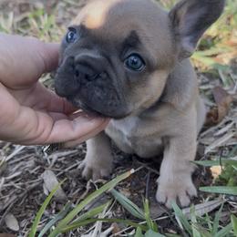 Blue Fawn Male (Sansa - Meeko) - Brindle male French Bulldog puppy in Gulf Breeze, Florida from SW Frenchies