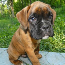 Blue collar guy - Brindle male Boxer puppy in Isle, Minnesota from Boxers vom Norden