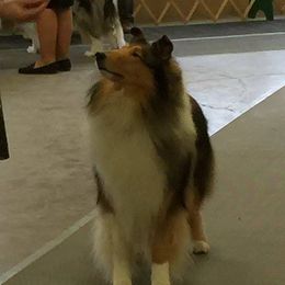 Collies from Calabria Kennel