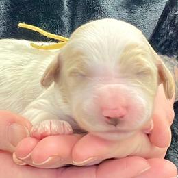 Yellow Male - Parti male Goldendoodle puppy in Great Falls, Montana from Montana Goldendoodles