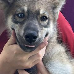 Daisy - Wolf gray agouti female Tamaskan puppy in Kansas City, Missouri from Little Bear Tamaskans