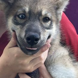 Daisy - Wolf gray agouti female Tamaskan puppy in Kansas City, Missouri from Little Bear Tamaskans