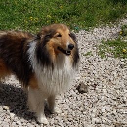 Shetland Sheepdogs from Rose Hill Farm