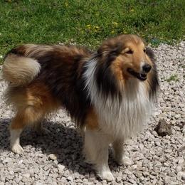 Shetland Sheepdogs from Rose Hill Farm