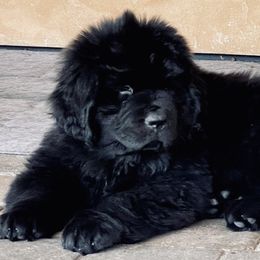 Light Blue Boy - Black male Newfoundland puppy in Richland, Washington from CBN