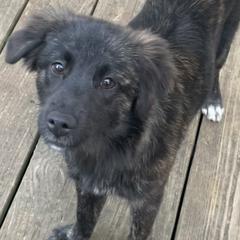 Quetzi - Brindle Xoloitzcuintli puppy in Marietta, Georgia from Xolos Mucino
