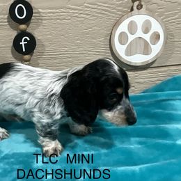 Dachshund Puppies from TLC Mini Dachshunds