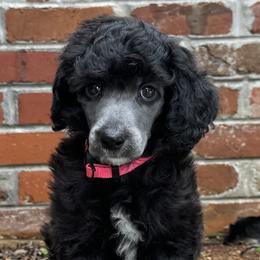 Poodle Puppies from Westborough Standard Poodles