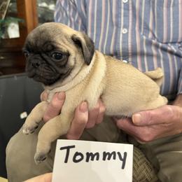 Tommy - Fawn male Pug puppy in Lexington, Alabama from Cook Grandy