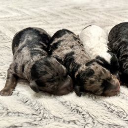 Goldendoodle puppies from The Farmer and The Doods