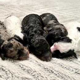 Goldendoodle puppies from The Farmer and The Doods